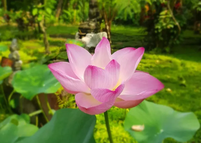 Bucu Hidden Guest House, And Meditation Center パヤンガン